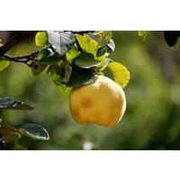 Direct Plants Cydonia Oblonga Quince Vranja Fruit Tree 5-6ft Tall 7.5 Litre Pot