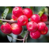 Direct Plants Malus Gorgeous Crab Apple Tree 5-6ft Supplied in a 7.5 Litre Pot in Green
