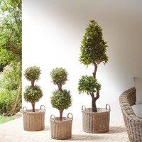 Wyld and Coco Set of 3 Brown PE Rattan Round Plant Baskets Handles and Synthetic