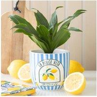 KDMD Blue Striped La Dolce Vita Plant Pot