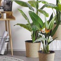 Wyld and Coco Strelitzia Artificial Tree 115 cm - Green Cement Base Low Maintenance