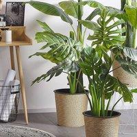 Wyld and Coco 113cm Artificial Monstera in Cement Pot Green Decorative Indoor Plant