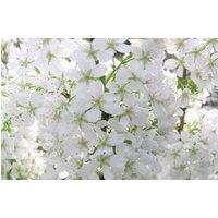 Direct Plants Prunus Brilliant White Dwarf Patio Flowering Cherry Tree 3-4ft 5L Pot