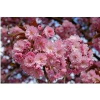 Direct Plants Dwarf Patio Prunus Kanzan Japanese Flowering Cherry Tree 3-4ft supplied in a 5 Litre Pot in Pink