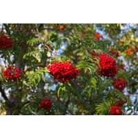 Direct Plants Pack of 3 Sorbus Aucuparia Mountain Ash Trees 5ft Tall in 3L Pots