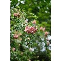 Direct Plants Sorbus Vilmorinii Rowan Mountain Ash Tree 6ft Supplied in a 7.5L Pot