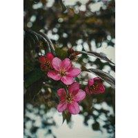 Direct Plants Malus Director Moerland Crab Apple Blossom Tree 5-6ft in a 7.5L Pot