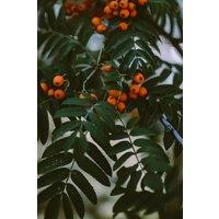 Direct Plants Sorbus Apricot Queen Mountain Ash Tree 5-6ft in a 7.5 Litre Pot