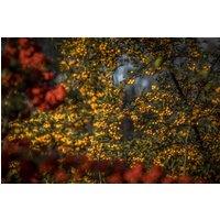 Direct Plants Cotoneaster Rothschildianus Evergreen Tree 5-6ft in a 7.5L Pot