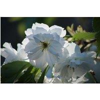 Direct Plants Prunus Tai Haku Cherry Blossom Tree 5-6ft Tall in a 7.5 Litre Pot