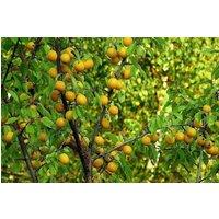Direct Plants Prunus Oullins Golden Gage Plum Fruit Tree 5-6ft in a 7 Litre Pot