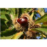 Direct Plants Sweet Chestnut Castanea Sativa Nut Tree 6ft Tall in a 7.5 Litre Pot