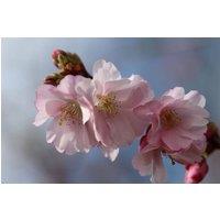 Direct Plants Prunus Accolade Cherry Blossom Tree 5-6ft Tall in a 7.5 Litre Pot