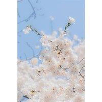 Direct Plants Prunus Snow Goose Cherry Blossom Tree, 5-6ft Tall in a 7.5L Pot