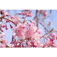 Direct Plants Prunus Kiku Shidare Weeping Flowering Cherry Tree 5-6ft in a 7.5L Pot