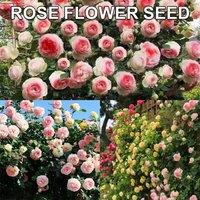 SPETLEK Climbing Rose Seeds Rose-400pcs in Pink