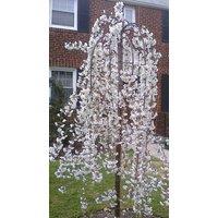 Direct Plants Prunus Snow Showers Weeping Japanese Flowering Cherry Tree 4-5ft Supplied in a 7.5 Litre Pot in Green