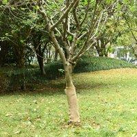 Berkfield Home Jute Rolls 2 pcs 0.5x50 m 100% Jute 200 gsm