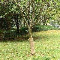 Berkfield Home Jute Roll 0.5x50 m 100% Jute 200 gsm
