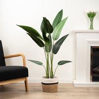 Scottish Everlastings Ltd 130Cm Bird Of Paradise Tree in Green