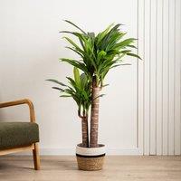 Scottish Everlastings Ltd 120cm Triple Stem Yucca in Green