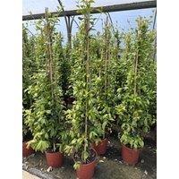 Direct Plants Trachelospermum Jasminoides Star Jasmine Climbing Plant 5-6ft 7.5L Pot