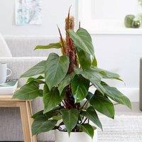 Primrose Philodendron Erubescens Red Emerald 19cm Pot 70cm Tall Moss Pole in Green