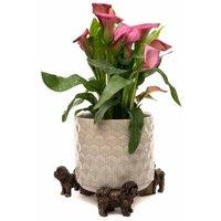 Jardinopia Shih Tzu Plant Pot Feet - Set of 3 in Bronze