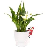 Jardinopia Full Colour Father Christmas Pot Buddy - L10.5 x W7.7 x H5.8 cm in Red