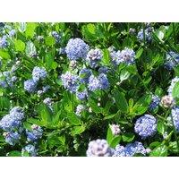 Direct Plants Ceanothus Victoria Californian Lilac Shrub 4-5ft Supplied in a 5 Litre Pot in Green