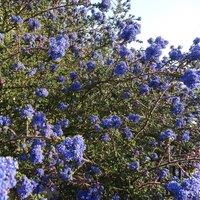 Direct Plants Ceanothus Dentatus Large 3-4ft Supplied in a 5 Litre Pot in Blue