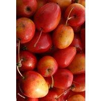 Direct Plants Malus Jelly King Crab Apple Blossom Tree 5ft Tall in a 7.5 Litre Pot