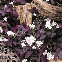 Primrose 20cm False Shamrock Triangle Plant Purple Oxalis Triangularis 12cm Pot