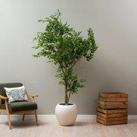 Scottish Everlastings Ltd 215cm Ficus Tree in Green