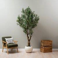 Scottish Everlastings Ltd 230cm Olive Tree in Green