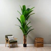 Scottish Everlastings Ltd 260cm Real Touch Banana Tree in Green