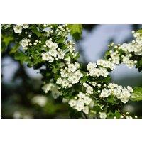 Direct Plants Crataegus Arnoldiana Tree 6ft Tall Supplied in a 12 Litre Pot