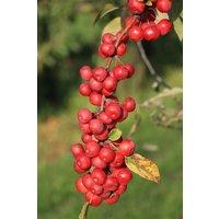 Direct Plants Malus Red Sentinel Crab Apple Tree 6ft Tall Supplied in a 12 Litre Pot