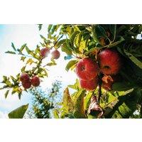 Direct Plants Apple Braeburn Fruit Tree 6ft Tall Supplied in a 12 Litre Pot by Directplants in Red