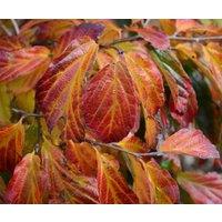 Direct Plants Parrotia Persica Vanessa Tree 6ft Tall Supplied in a 12 Litre Pot by Directplants in Green