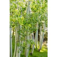 Direct Plants Betula Utilis Jacquemontii Tree 6ft Tall Supplied in a 12 Litre Pot by Directplants in Green