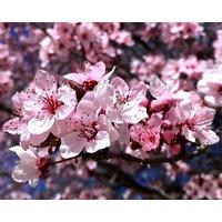Direct Plants Prunus Cerasifera Tree 6ft Tall Supplied in a 12 Litre Pot by Directplants in Green
