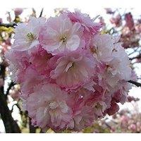 Direct Plants Prunus Pink Perfection Cherry Blossom Tree 6ft Tall Supplied in a 12 Litre Pot by Directplants in Green