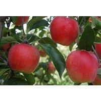 Direct Plants Apple Worcester Pearmain Fruit Tree 6ft Tall Supplied in a 12 Litre Pot by Directplants in Red