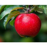 Direct Plants Apple Fiesta Fruit Tree 6ft Tall Supplied in a 12 Litre Pot by Directplants in Red