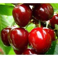 Direct Plants Cherry Sunburst Fruit Tree 6ft Tall Supplied in a 12 Litre Pot by Directplants in Red