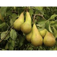 Direct Plants Pear Conference Fruit Tree 6ft Tall Supplied in a 12 Litre Pot by Directplants in Green