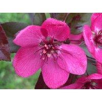 Direct Plants Malus Toringo Scarlett Tree 6ft Tall Supplied in a 12 Litre Pot by Directplants in Green