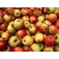 Direct Plants Apple Sunset Fruit Tree 6ft Tall Supplied in a 12 Litre Pot by Directplants in Red