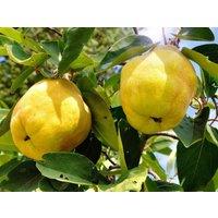 Direct Plants Quince Vranja Fruit Tree 6ft Tall Supplied in a 12 Litre Pot by Directplants in Yellow